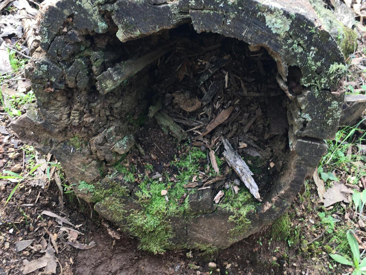 Logs