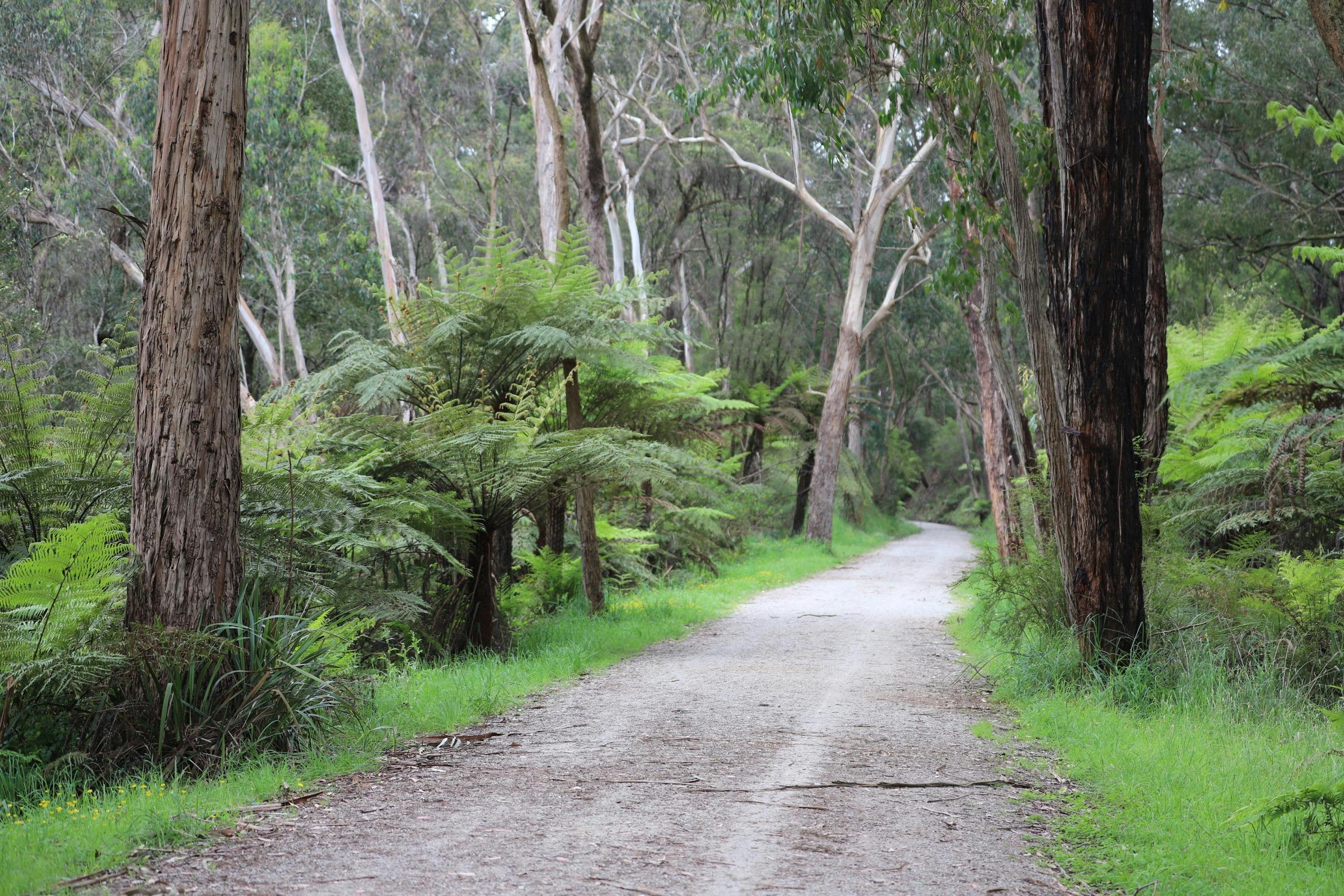 Lilydale to Warburton Rail Trail