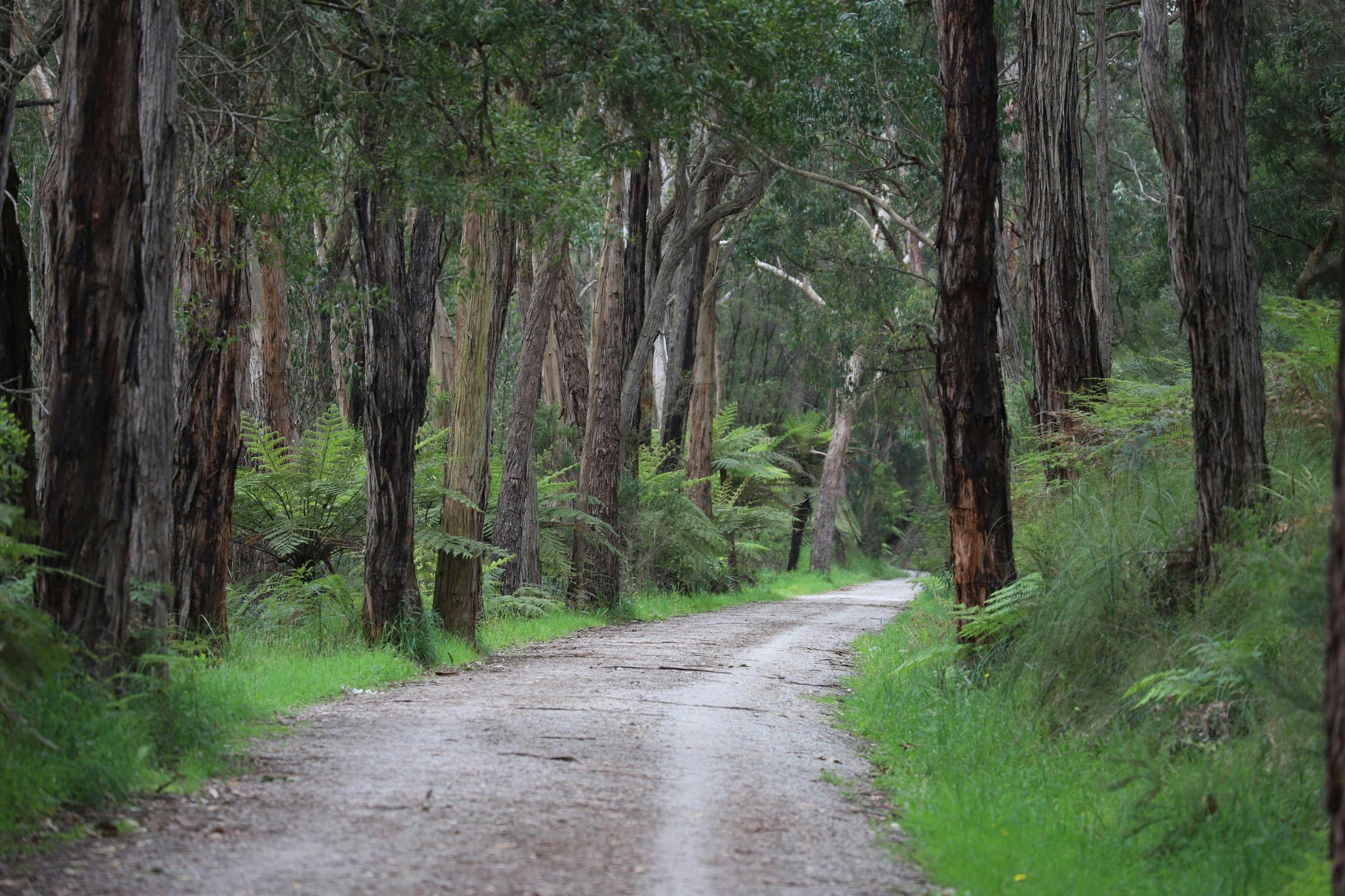 Lilydale to Warburton Rail Trail