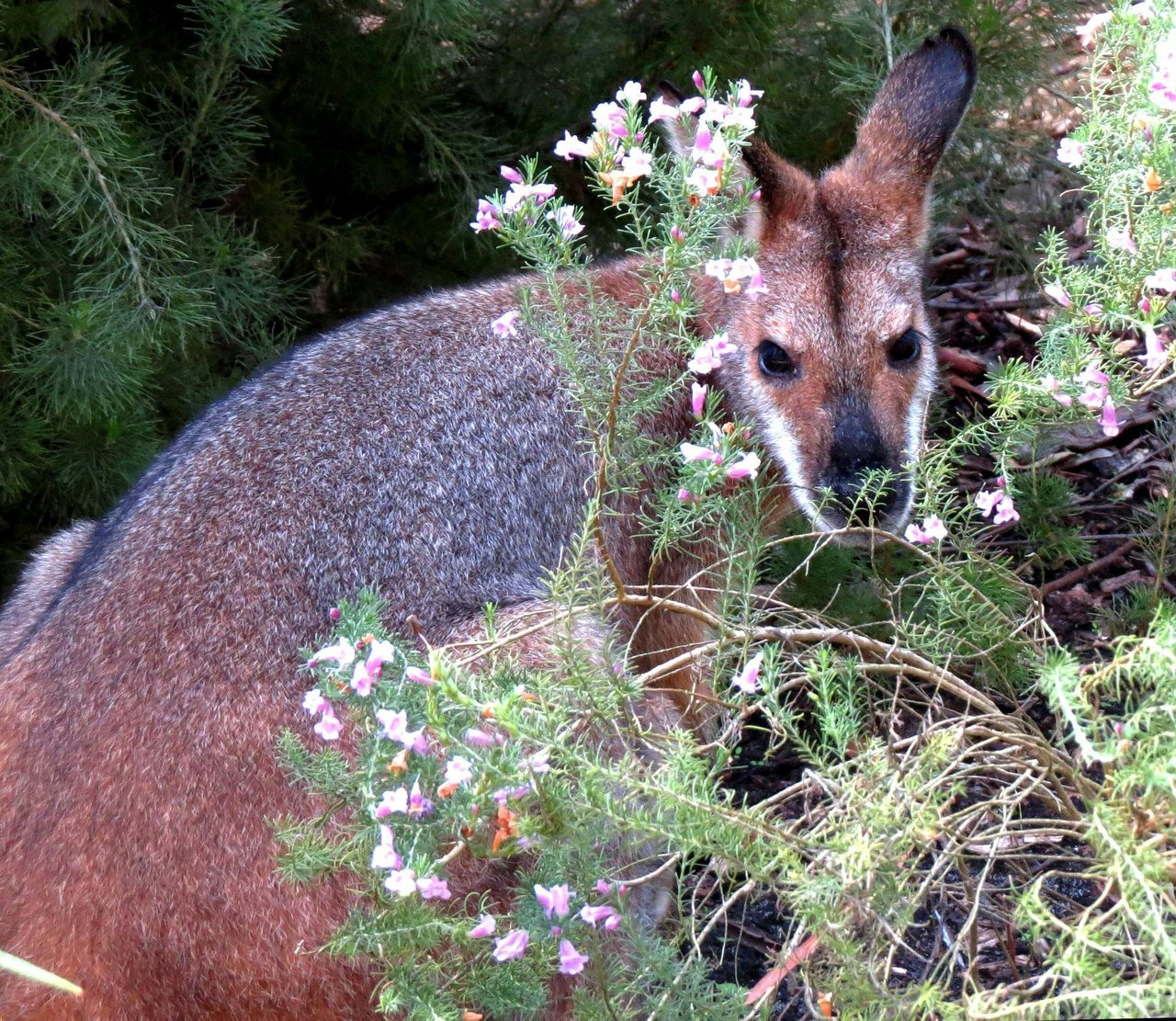 Wallabies at Hunter Region Botanic Gardens