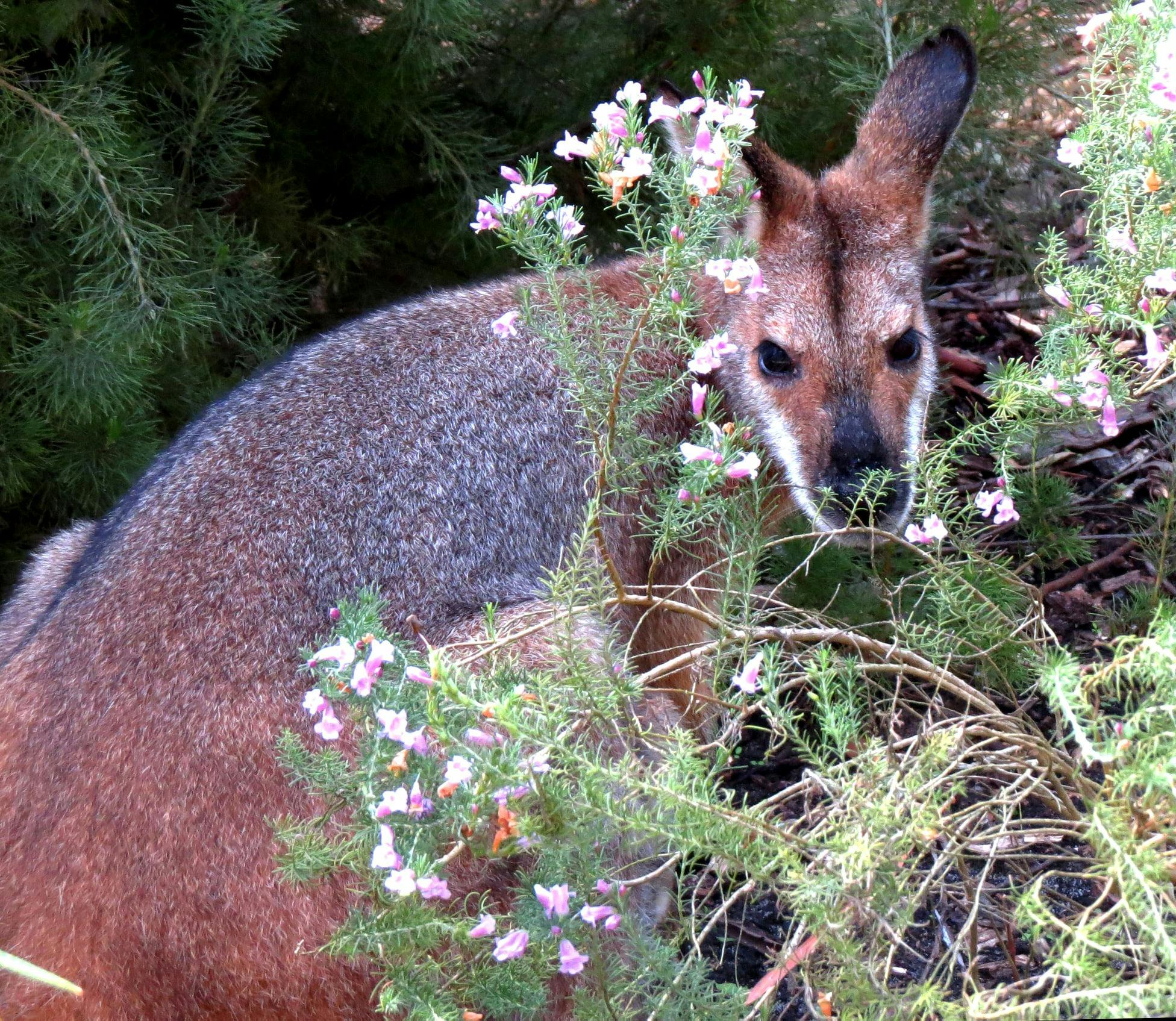 Wallabies at Hunter Region Botanic Gardens