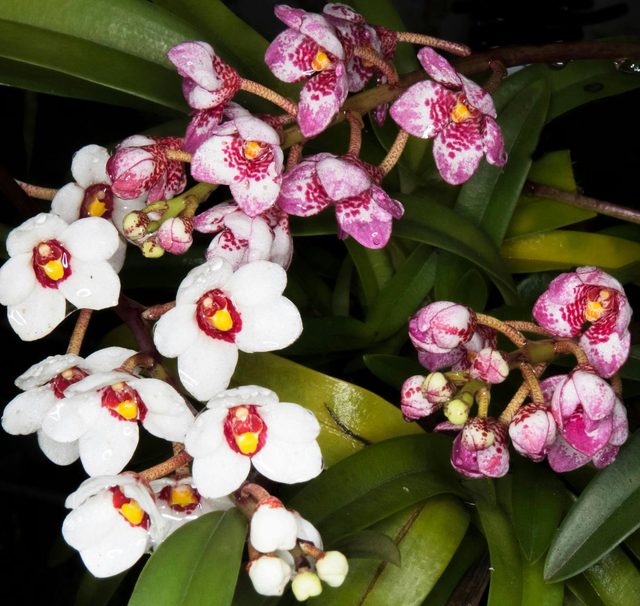 Hunter Region Botanic Gardens