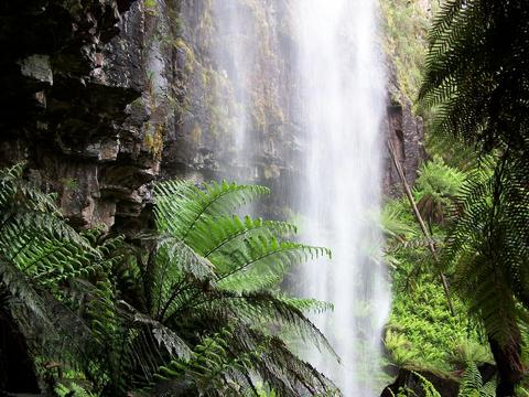 Mansfield Bushwalks Bindaree Falls & Craigs Hut Local Walking Tour