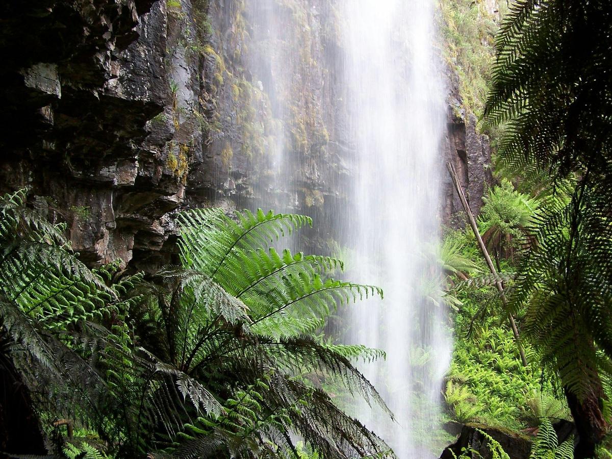 Mansfield Bushwalks Bindaree Falls & Craigs Hut Local Walking Tour