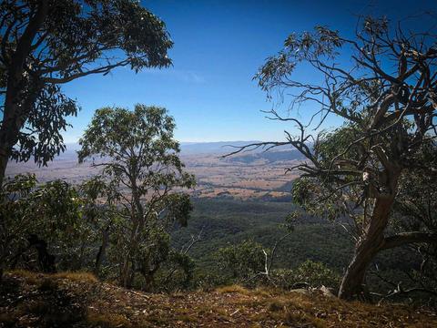 Mansfield Bushwalks Victoria Mount Timbertop Climb