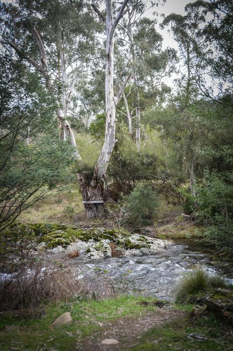 Mansfield Bushwalks ~ Howqua Hills Historic Tour