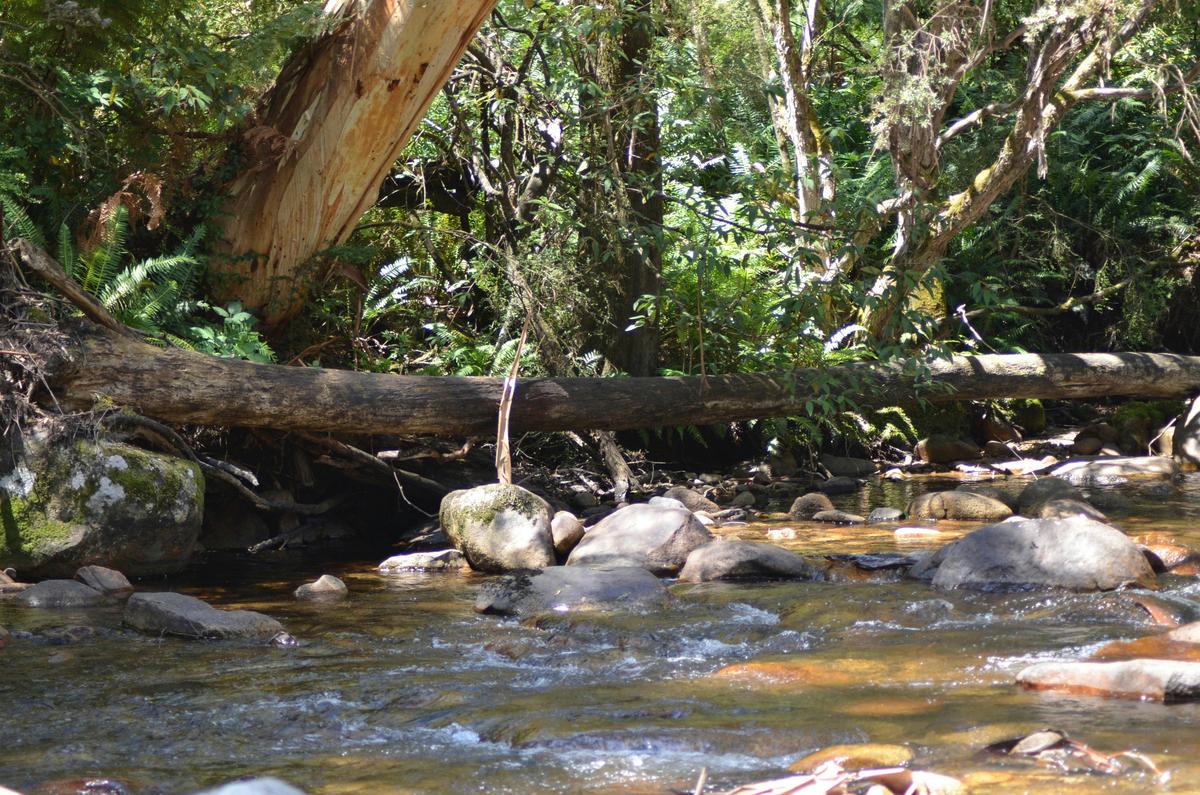 Mansfield Bushwalks Victoria Mirimbah Park & River Walk