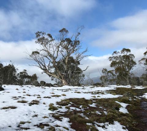 Mansfield Bushwalks Victoria Timbertop Climb