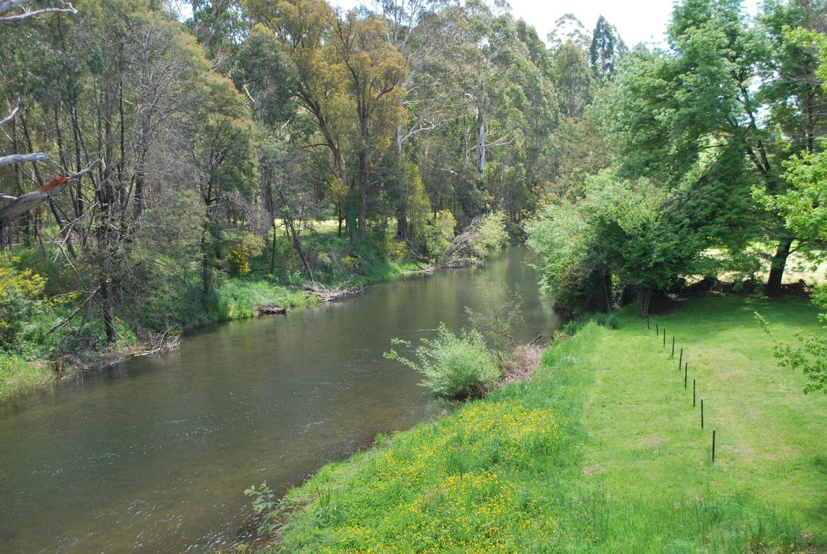 Mansfield Bushwalks - Jamieson Half Day Tour