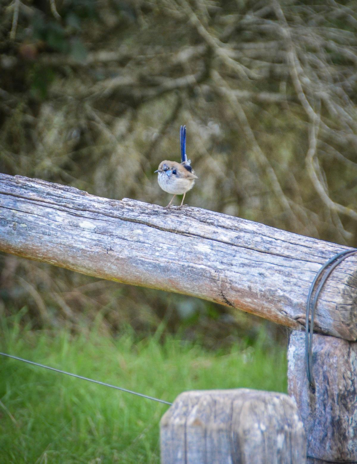 Mansfield Bushwalks ~ Howqua Hills Historic Tour