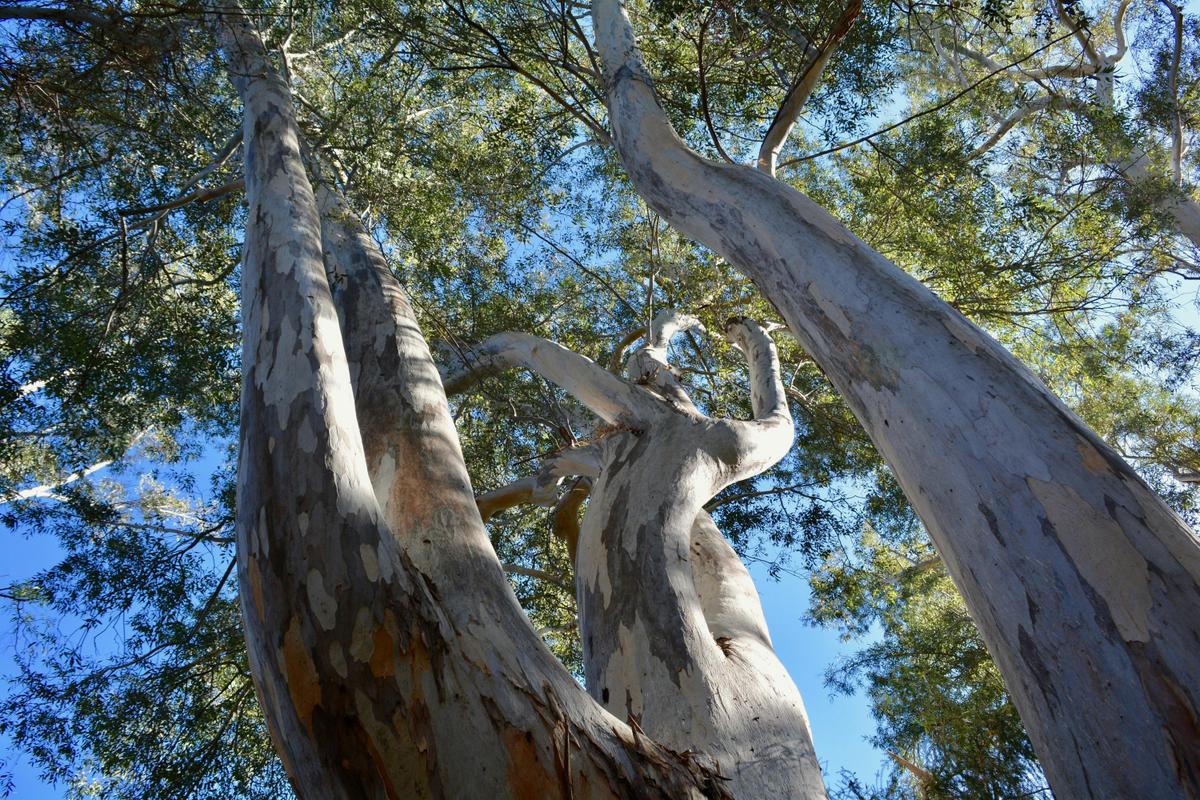 Mansfield Bushwalks - Timbertop Climb