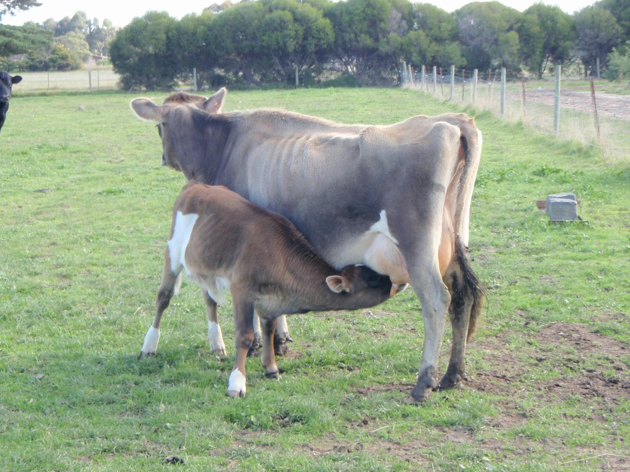 leave some Milk for my Coffee