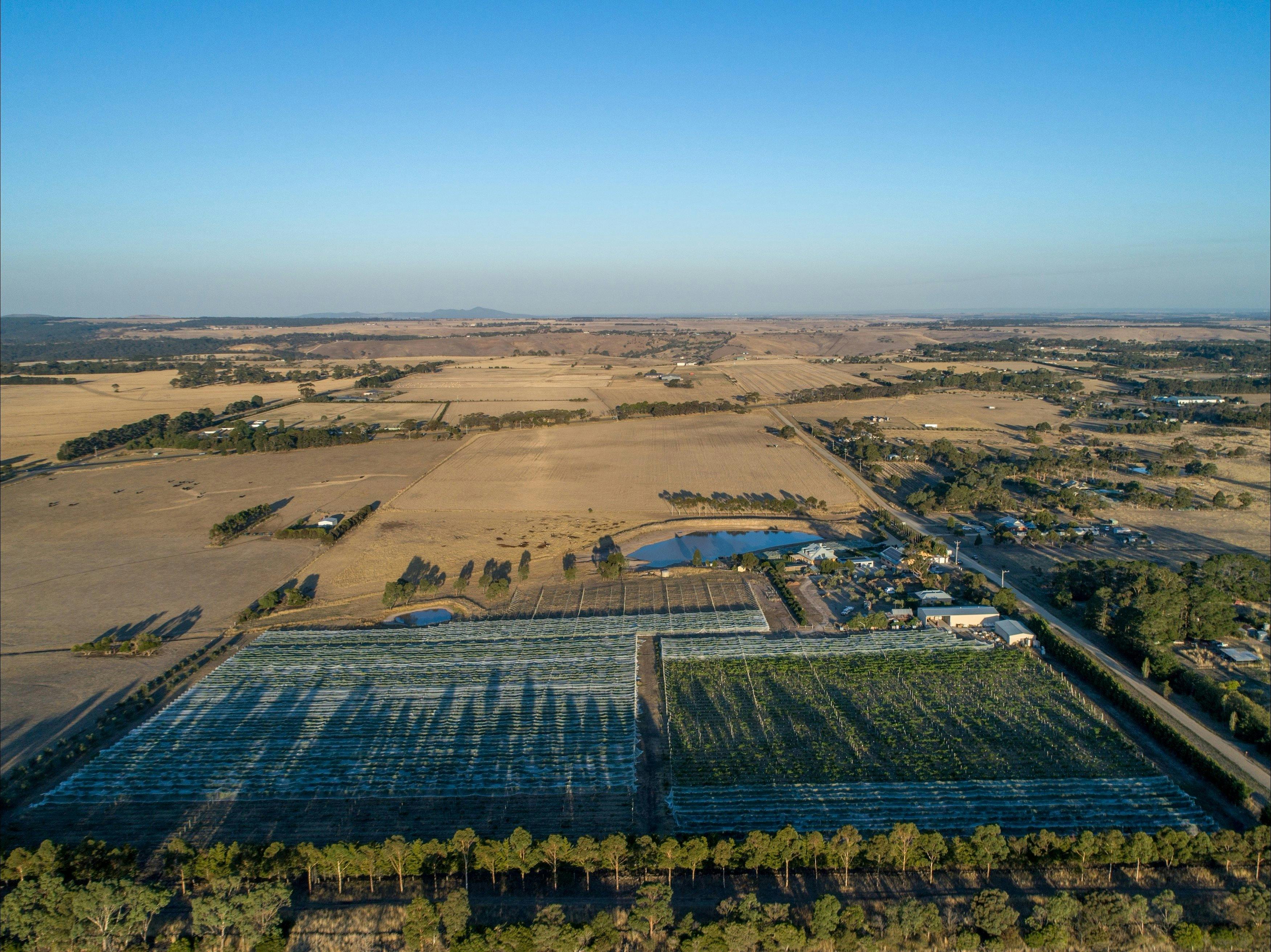 Looking east over the Lethbridge vineyard
