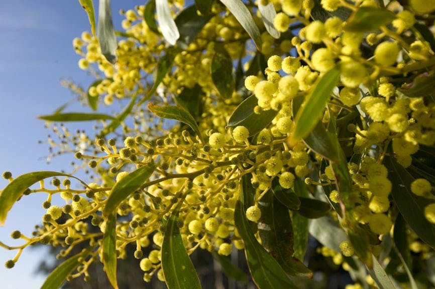 Flora in Lorne
