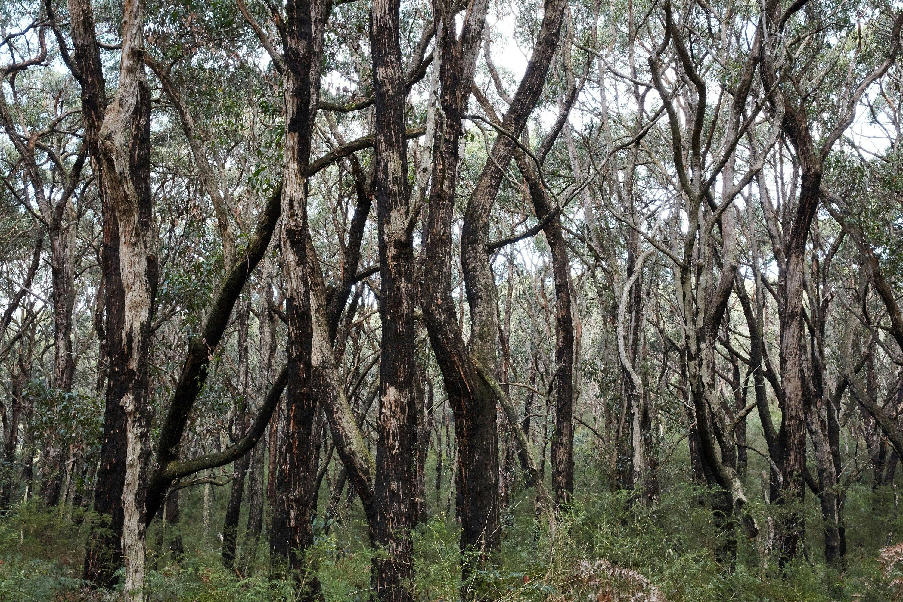 Arthurs Seat State Park