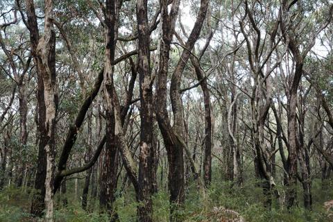 Arthurs Seat State Park