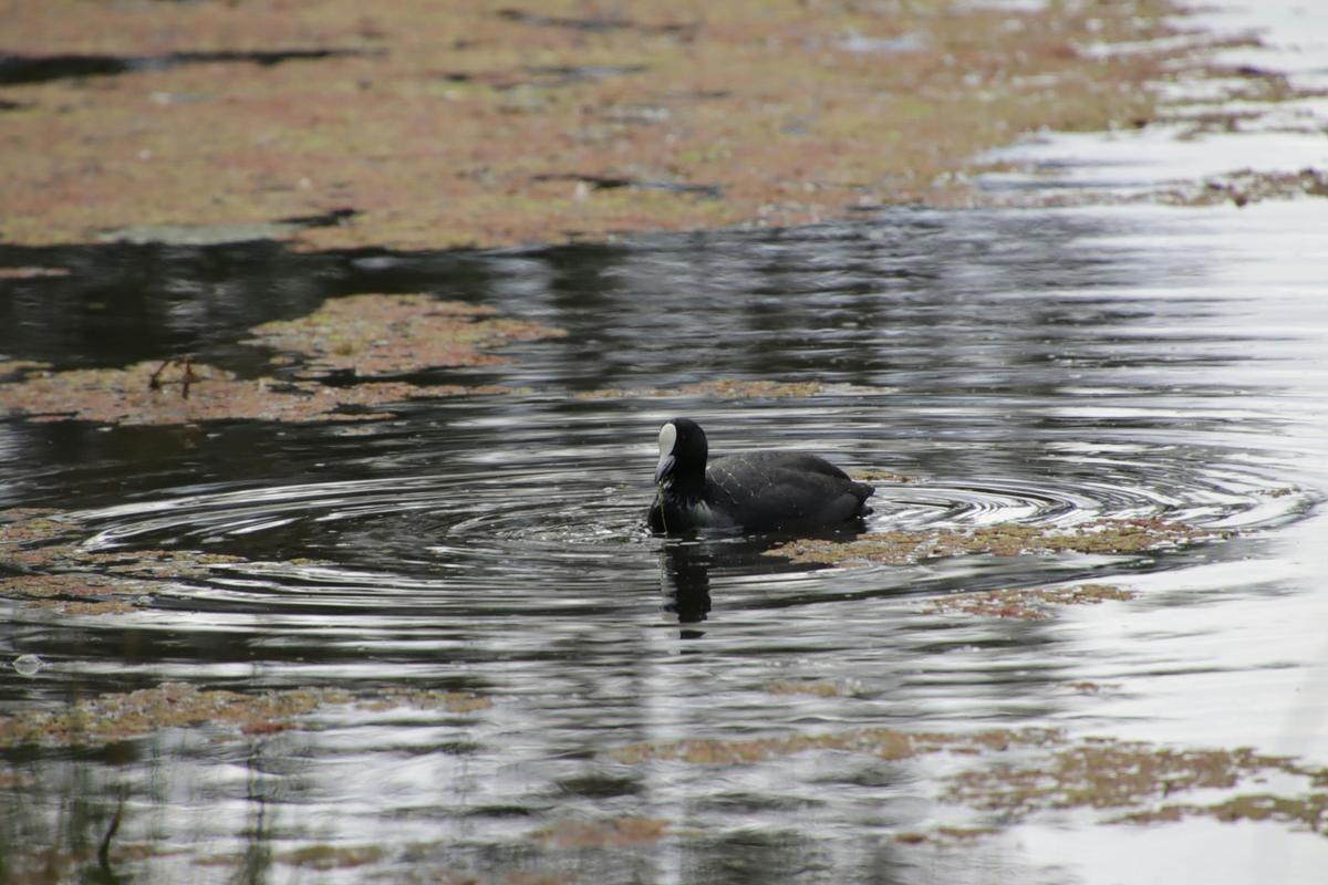 Mansfield Mullum Wetlands Walk