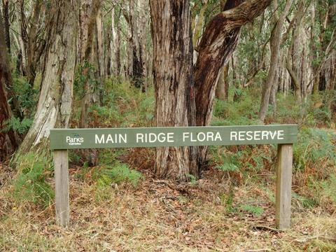 Main Ridge Flora Reserve Walk