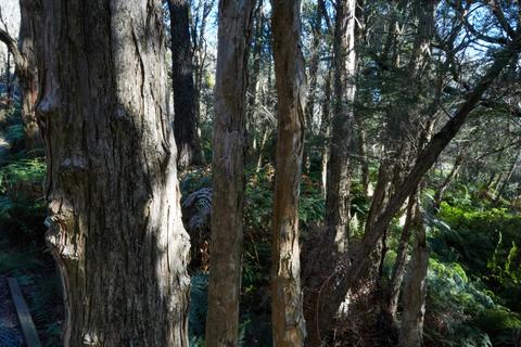 Mornington Peninsula