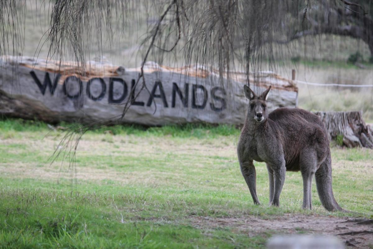 Grand Father Kangaroo