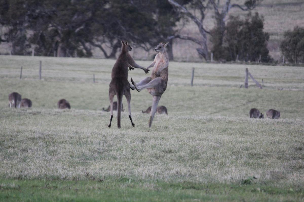 Legendary Kangaroos