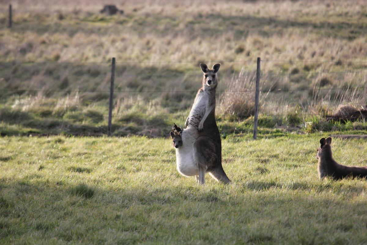 Kangaroo Motherload