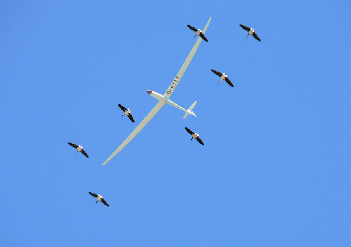Soaring with IBIS