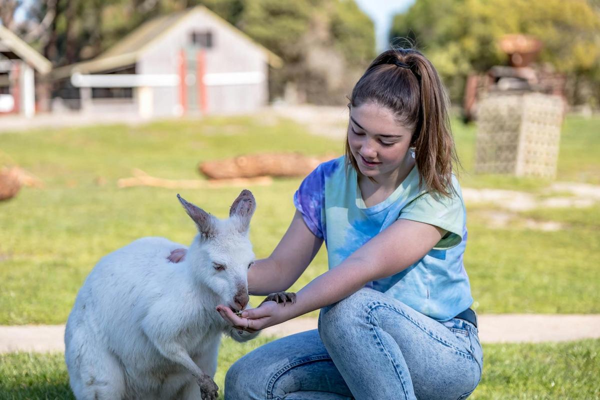 Hand feed the kangaroos including albinos
