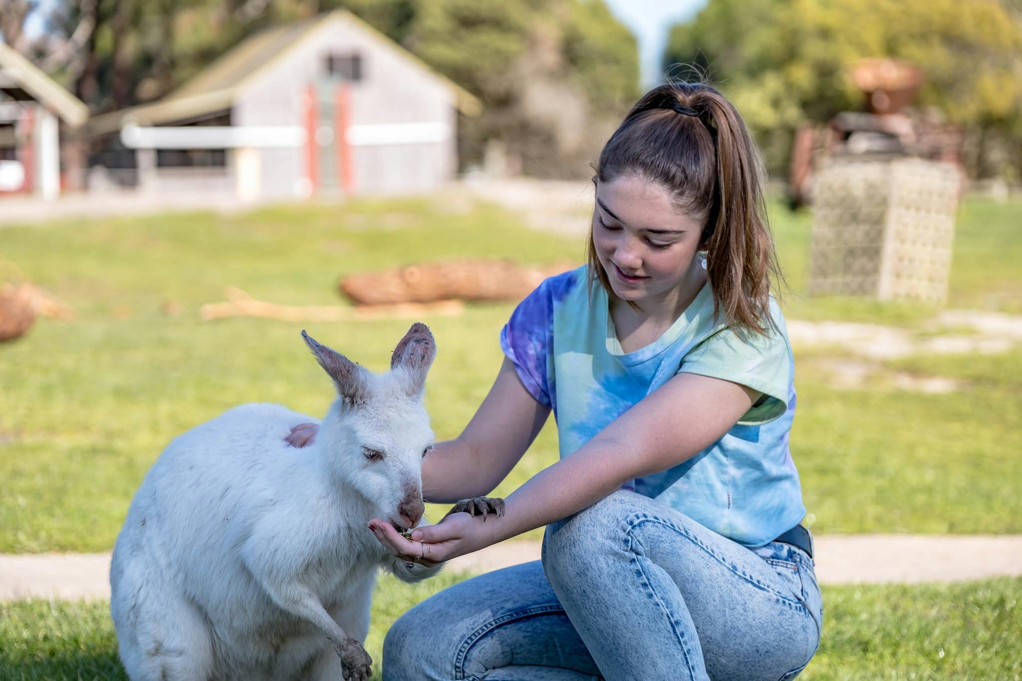 Hand feed the kangaroos including albinos