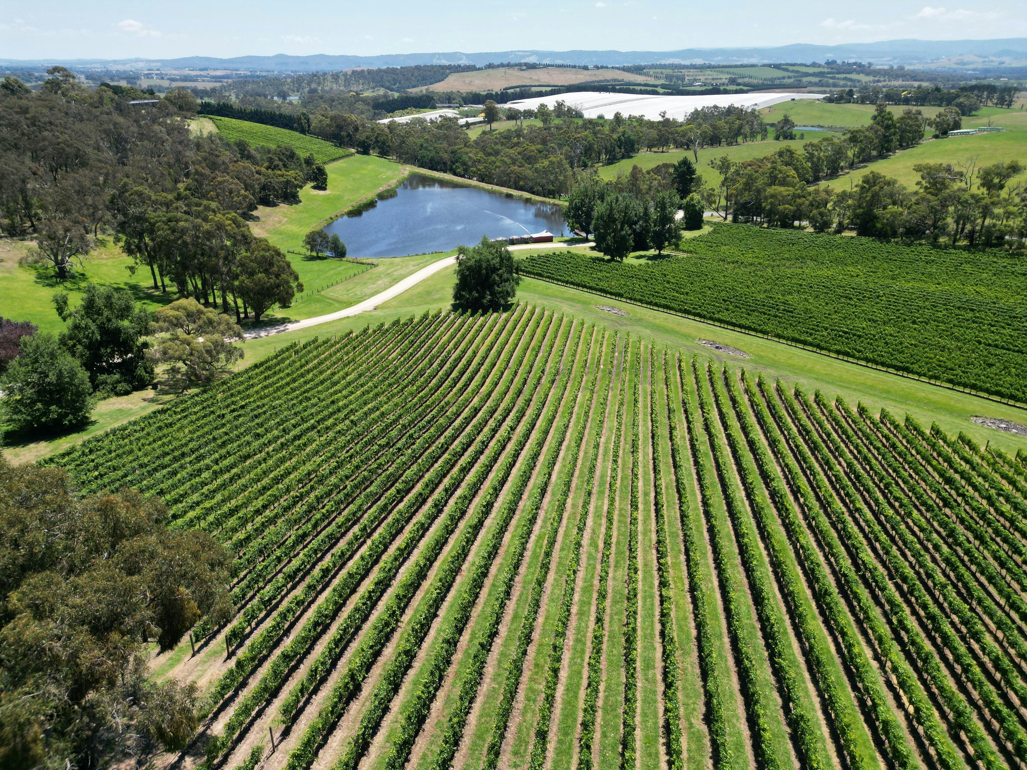 Birds eye view of Vineyard