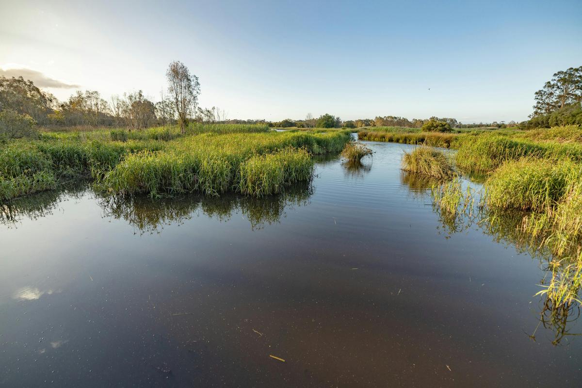 Macalister Wetlands Walk