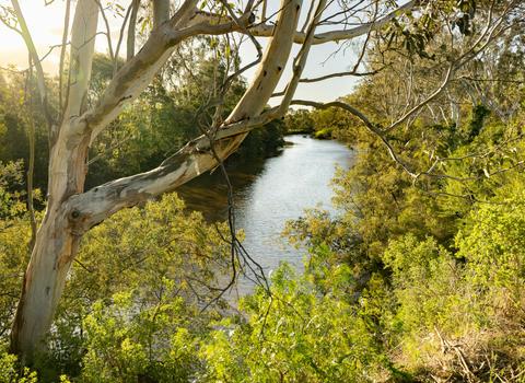 Macalister Wetlands Walk