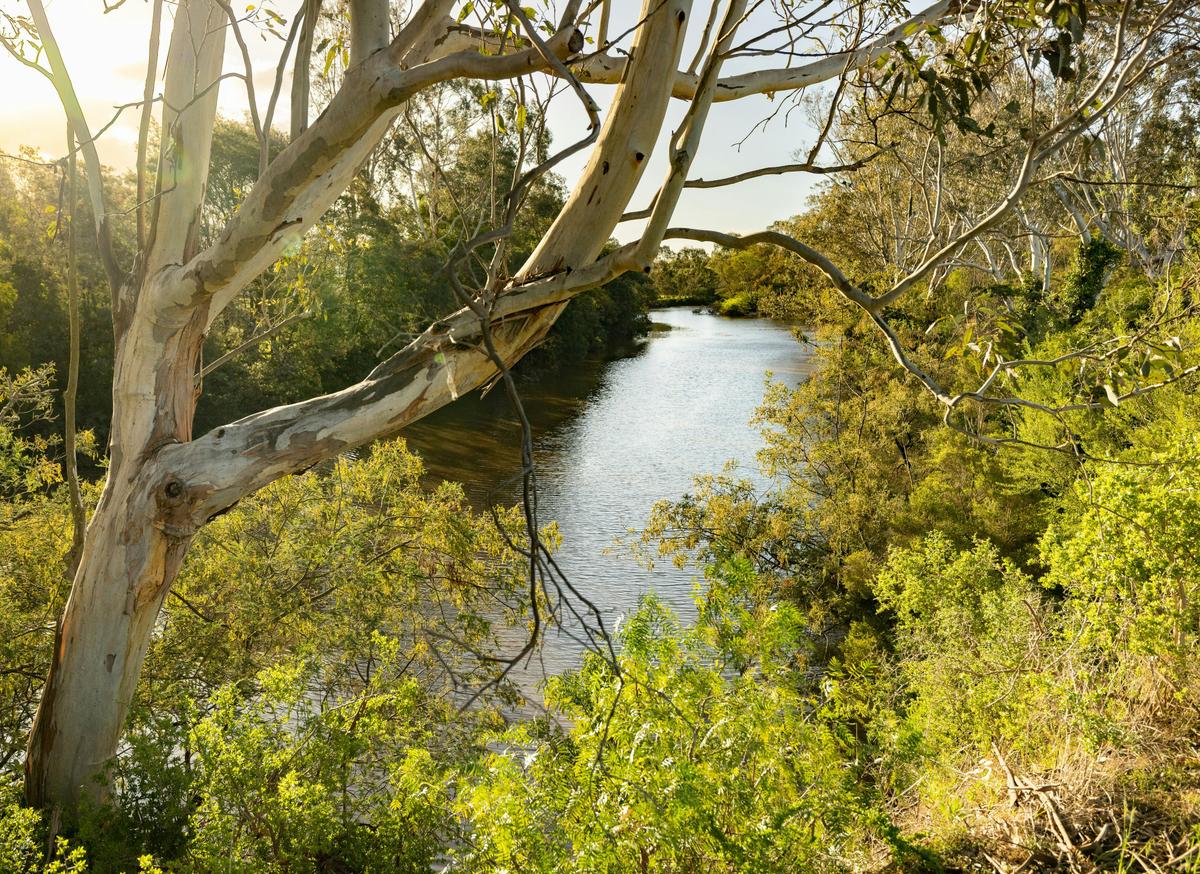 Macalister Wetlands Walk