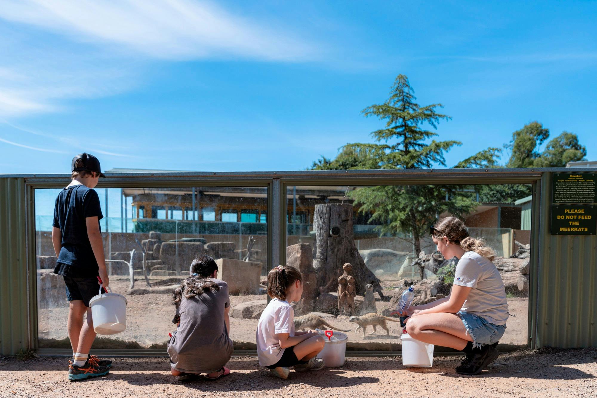 Meerkats at Mansfield Zoo