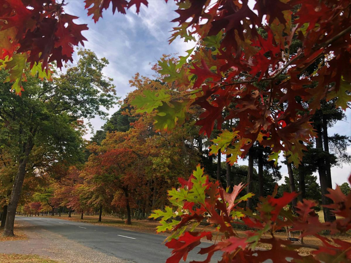 Honour Avenue Autumn