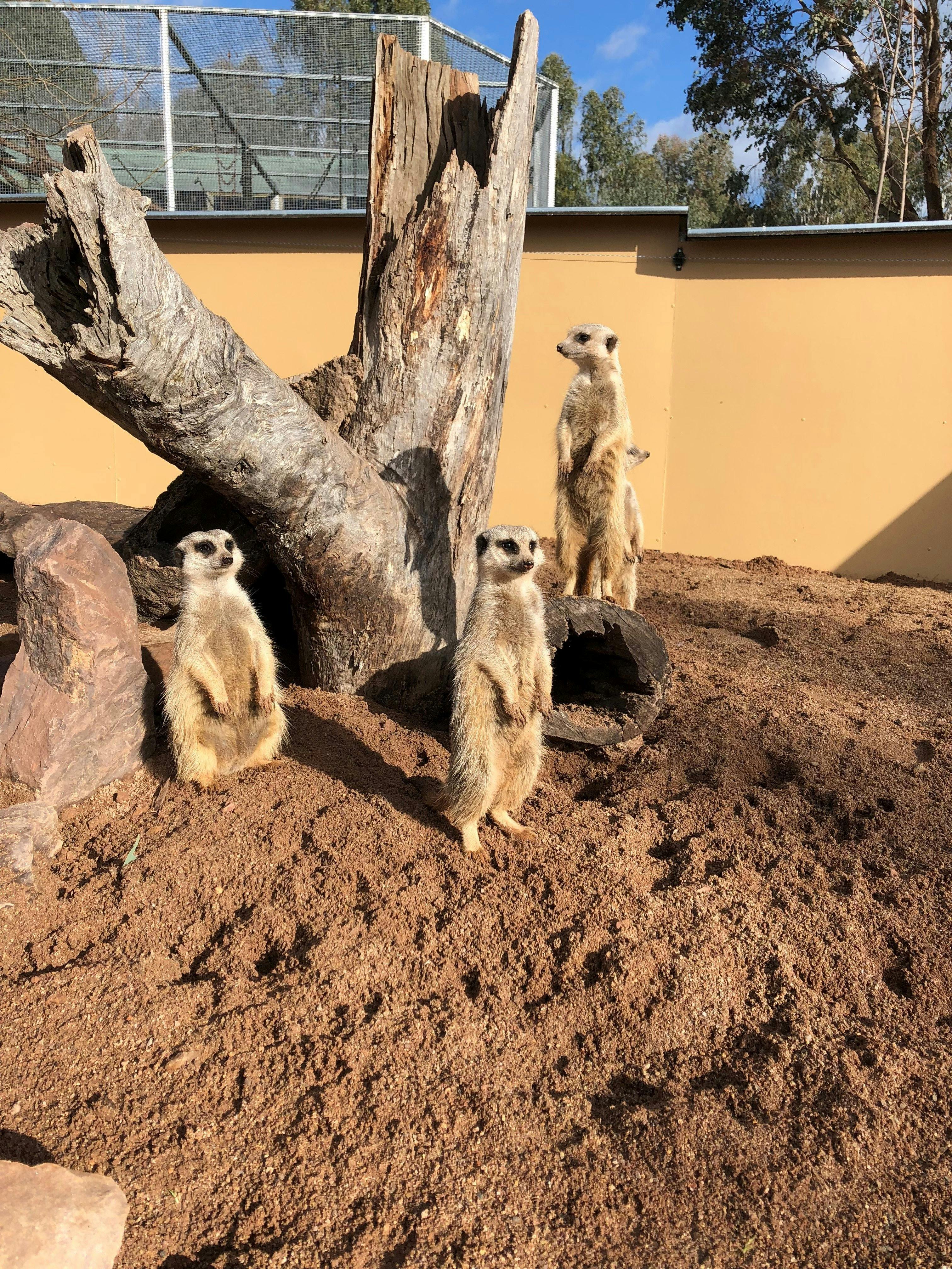 Meerkats