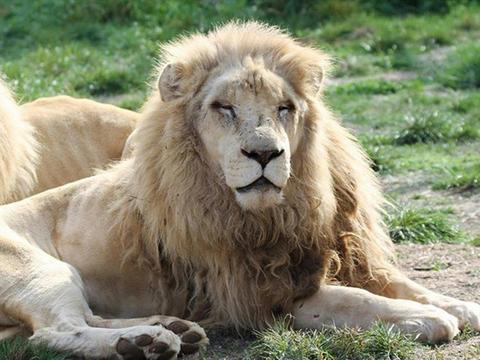 Mansfield Zoo