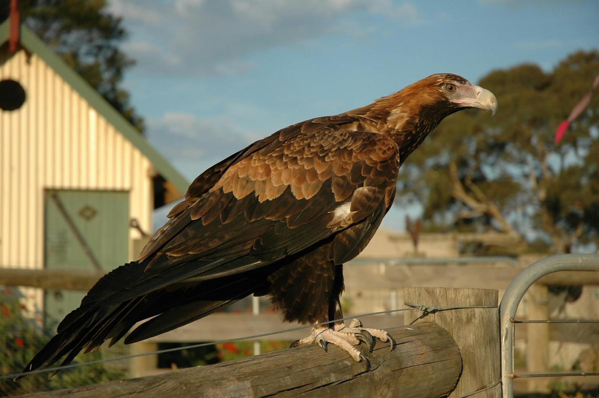 Wedge Tailed Eagle at MillDuck