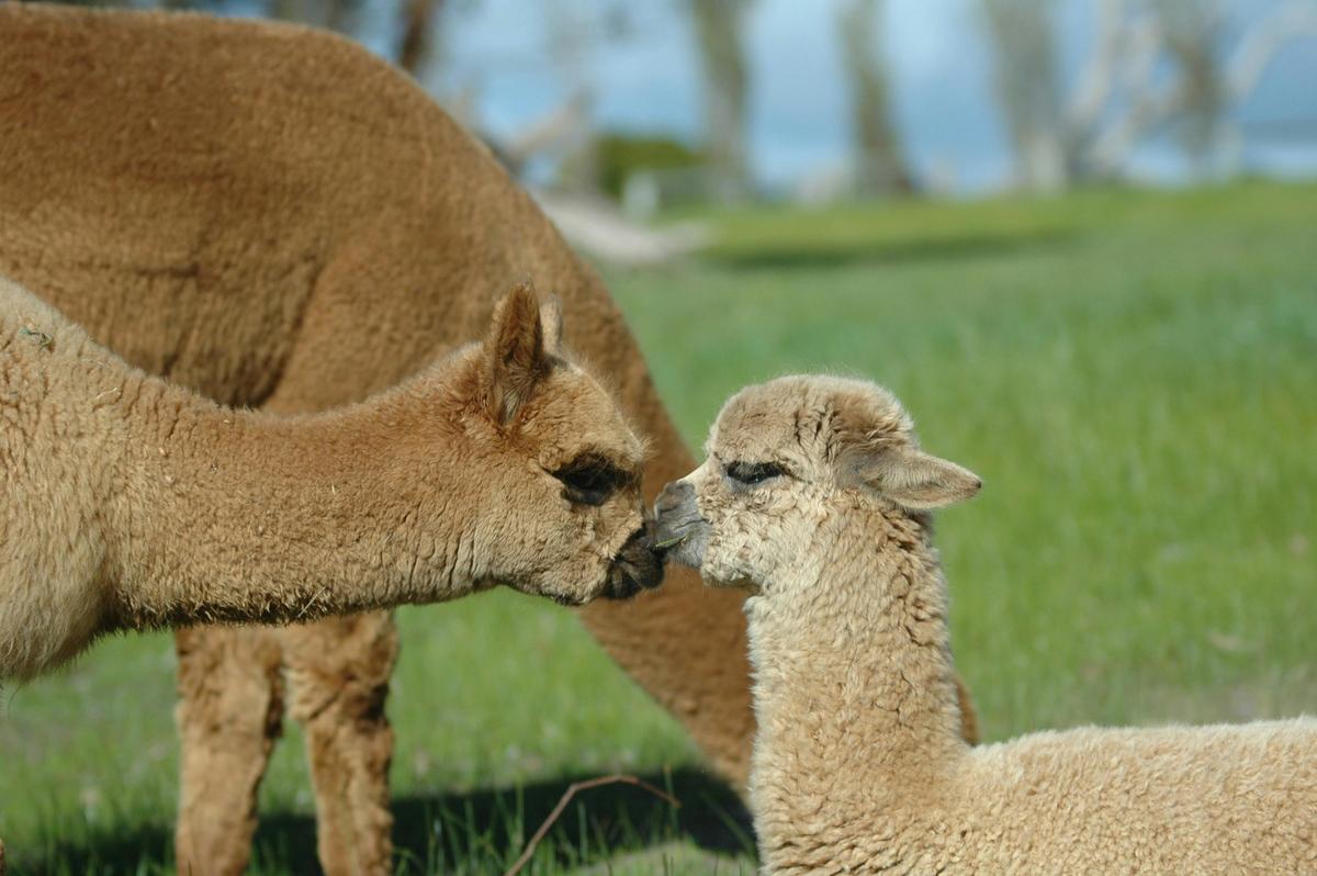 Kisses
