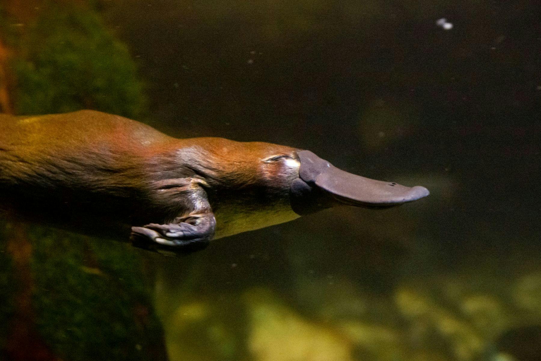 A platypus glides through the water