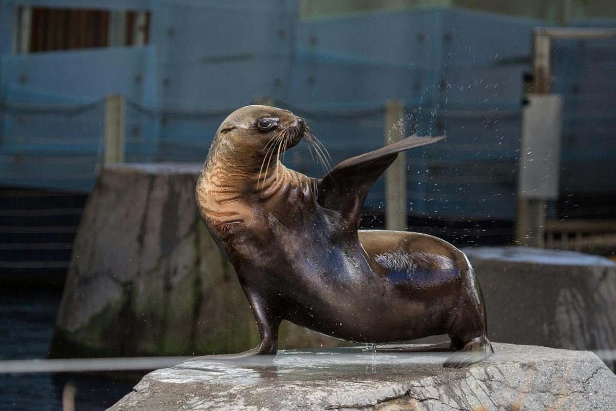 Seals