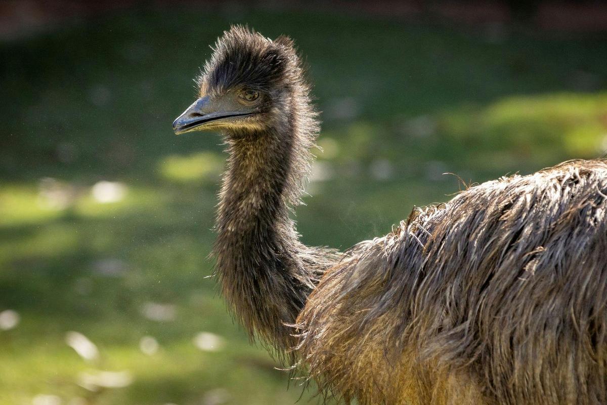 Emu at the zoo