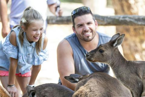 man and child looking at kangaroos