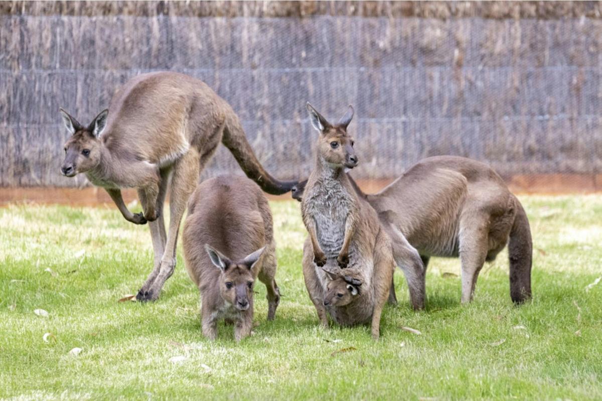 kangaroos at melbourne zoo