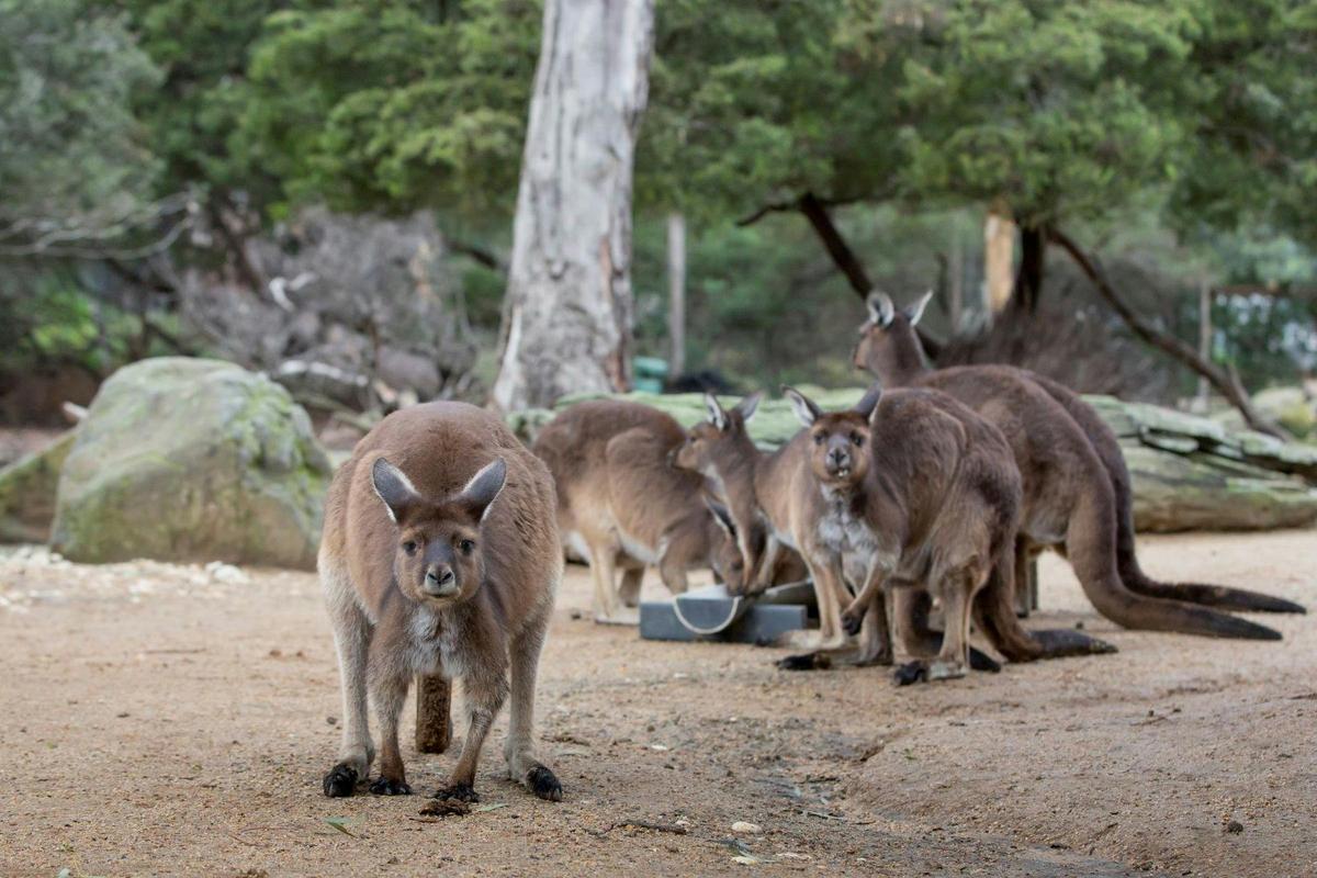 A family of kangaroos looks at the camera