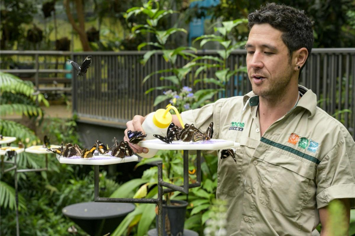 keeper with butterflies