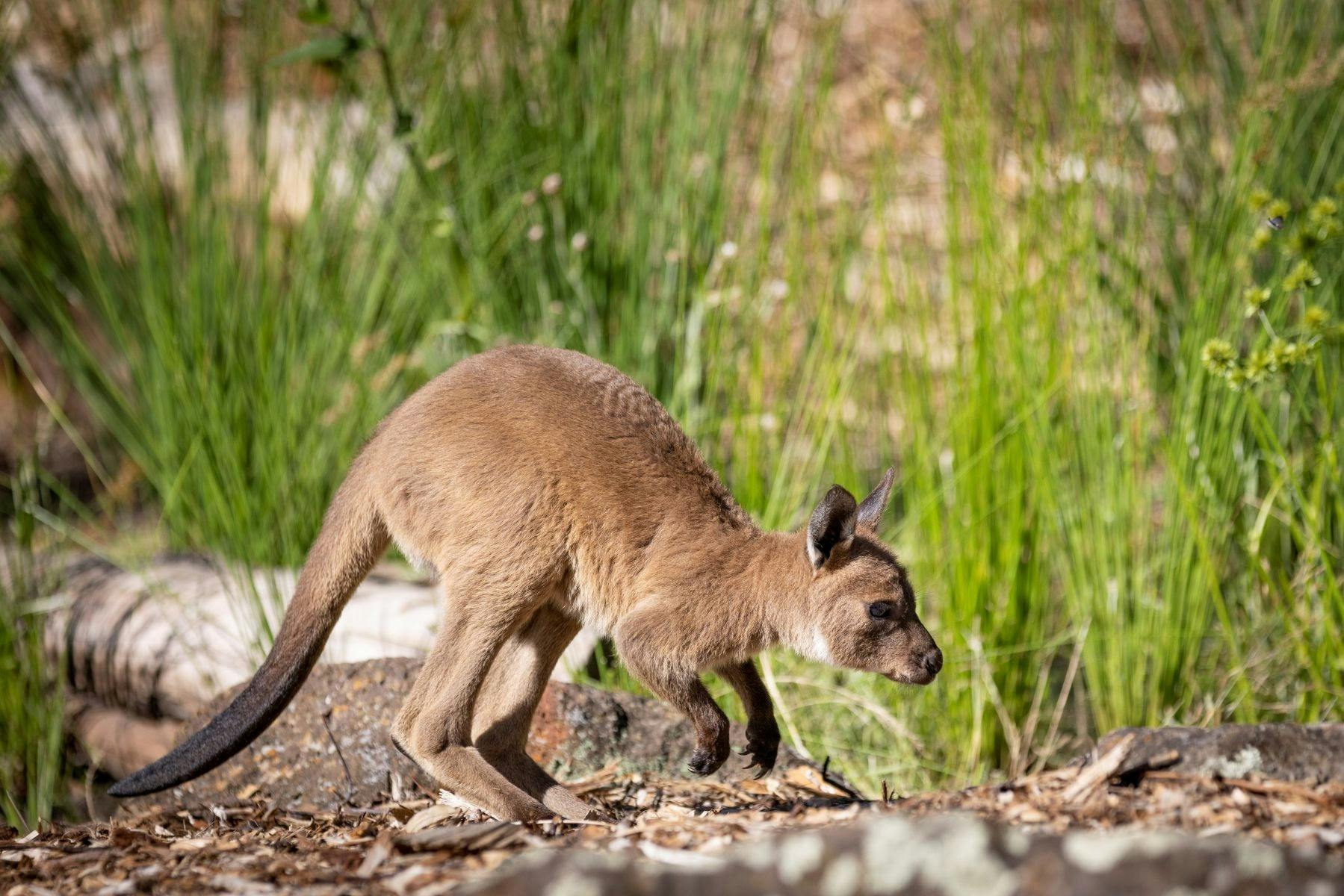 Wallaby sitting amongst the grass.
