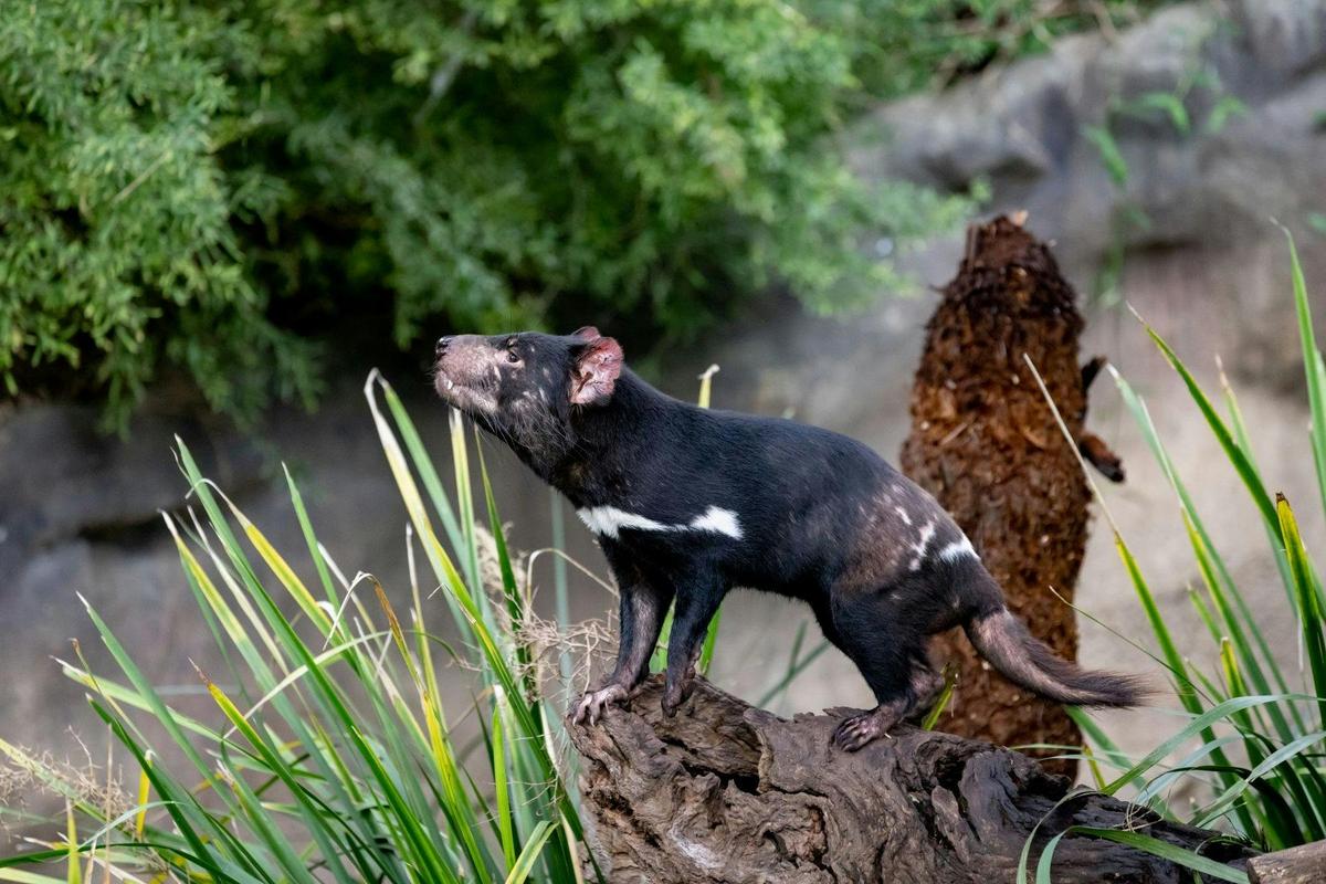 Tasmanian devil standing on a rock