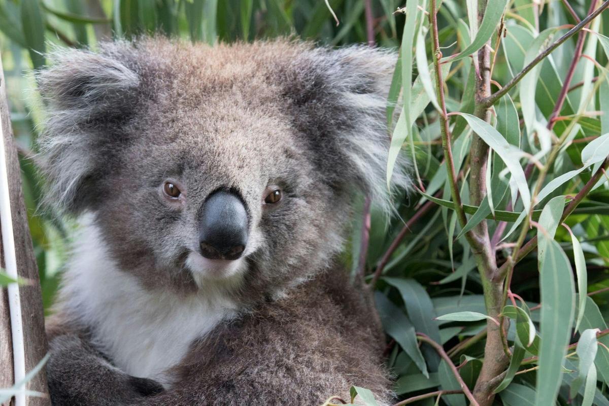 koala sitting amongst eucalyptus leaves