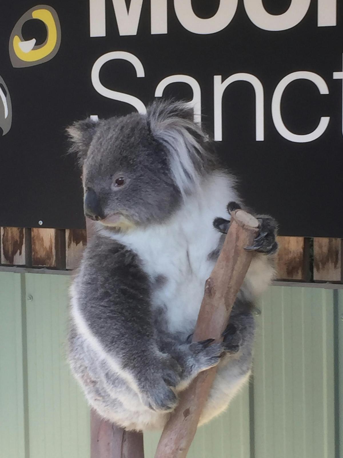 Up close Koala Encounters